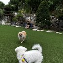 장미펜션 이미지