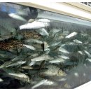 어죽이네철렵국 이미지