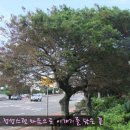 퐁낭거리 이미지