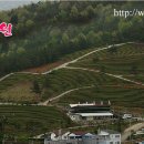 동진다향원