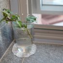 명란브랜드연구소 이미지