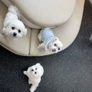 댕스히얼 이미지