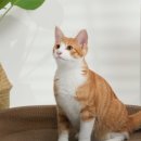 멍냥이노리터 이미지