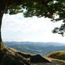 임천 가림성 느티나무 이미지