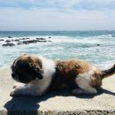 똥강아지 이미지