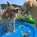 베일리펫케어 이미지