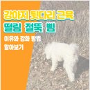 명랑견생 | 강아지 뒷다리 근육 떨림 절뚝 삠 이유와 강화 방법 알아보기