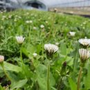 하얀민들레 이미지