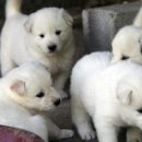 진도견나라 이미지