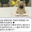 댕댕바게트 이미지