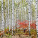 자작나무쉼터 이미지