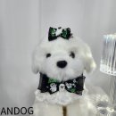 안독(Andog) 이미지