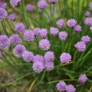 차이브(CHIVES)