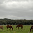 해송목장 이미지