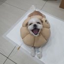 베리굿동물병원 이미지