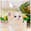 송헤어갤러리 - 남구 봉월로67번길 39 | 고양이 분양 메종 드 네코 센텀본점에서 건강하고 사랑스러운 해외 프리미엄 수입 묘종 만난 감동 후기