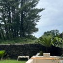 더포레스트하소로 이미지