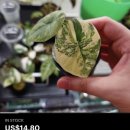 LK농장 | [공지] 알로카시아 자구직구 칼라듐구근직구 방법 [1-2] 영어못해도 가능한 쉬운 ETSY 해외직구
