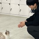 냥고스틴 이미지