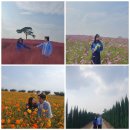 안성팜랜드 코스모스/핑크뮬리 사진 찍기 좋은 곳 (주말에 가볼만한 곳, 눈치싸움 성공 후기)
