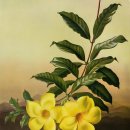 보타니칼아트 이미지