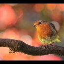 This little bird ~Marianne Faithfull 이미지