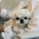 하나유치원 | 양산애견유치원 라이크어독 후기