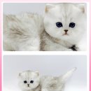 광주고양이분양 제나캣 광주점 이미지