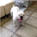 길종합동물병원 이미지