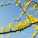 봄이오니 이미지