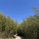 대나무공원 화장실 이미지