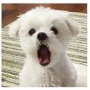 707 | 요시다 포터 신상 가방 프리스타일 미니 보스턴 백 707-15163 후기