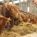 한우뱅크 이미지