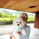 사개절 펫살롱 이미지