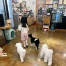 용인 수지 애견카페 큐티멍 후기 | 아이가 강아지를 너무 좋아해서 다녀온 힐링 플레이스