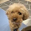 반려동물 의료센터 다울 이미지