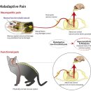 NGF | [강의후기] 숨겨진 통증, 고양이 골관절염 진단, 증례 최신 치료 업데이트