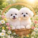 미유펫대구 강아지분양고양이분양(도그플러스동물병원) 이미지