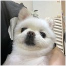 아지양이 펫샵 이미지