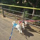 9.4. 산책봉사 후기(두콩, 백미, 호떡) 이미지
