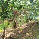 조영환농장 이미지