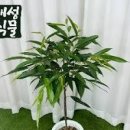 수채화고무나무 칼라 무늬벤자민 고무나무 키우는법 물주기 플랜테리어 이미지