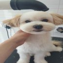 짱구 짱아 애견샵 이미지