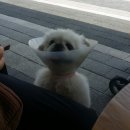 행복하개 밝개 자신있개 이미지