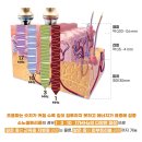 라니에스테틱 - 북구 호계로 313 | 라니에스테틱