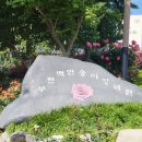 살랑살랑 | 2026 부천 장미축제 부천백만송이장미원 2025.06.06 방문후기