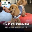 가치있개 반려견 유치원 | 양산강아지유치원 다니고 병원에서 놀란 변화, 독피트니스와 어질리티로 근력이 달라졌어요! 핸즈독...