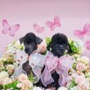 제물포애견 이미지