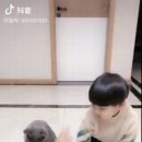 고양이 장기자랑 속성훈련법.gif 이미지