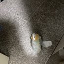 돌맞은차유리떼웁니다 이미지